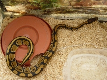 new female