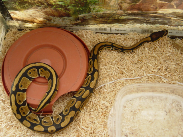 new female