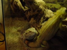 male chasing female