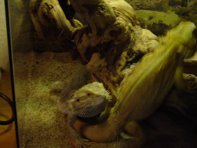 male chasing female