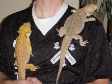 Our two beardies