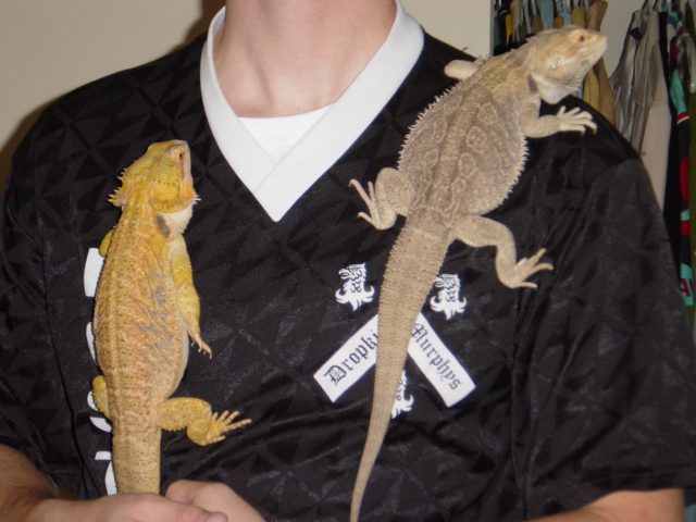 Our two beardies