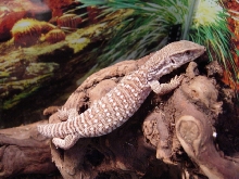 My Sav. Loki
