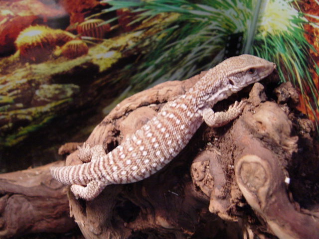 My Sav. Loki