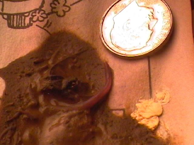 worms