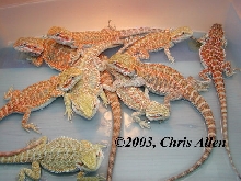 group of bearded dragons