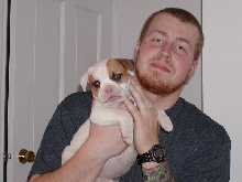 Lola american bulldog