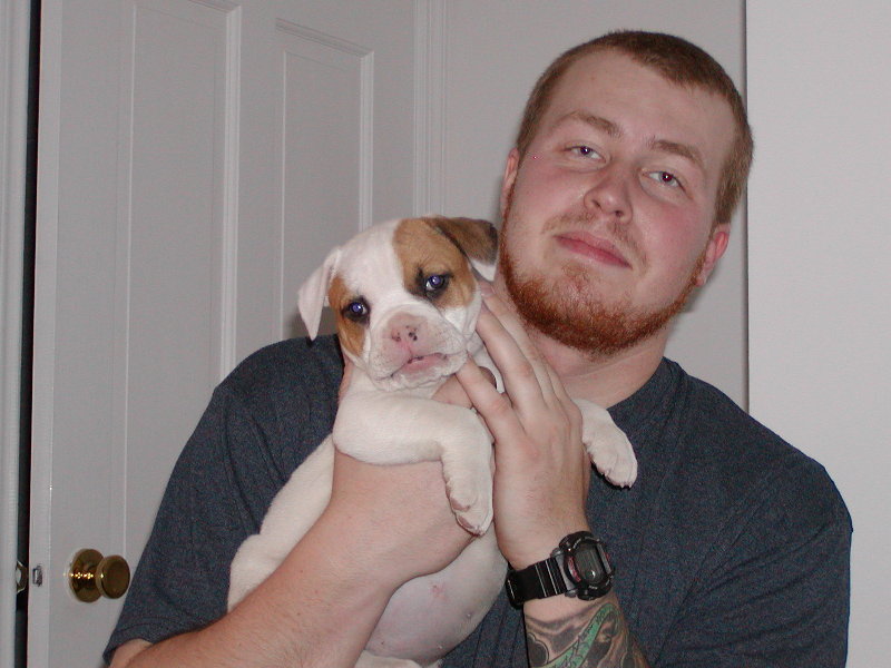 Lola american bulldog