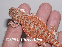 Chris Allen RED