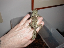 U. sikorae female