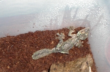 U. sikorae male