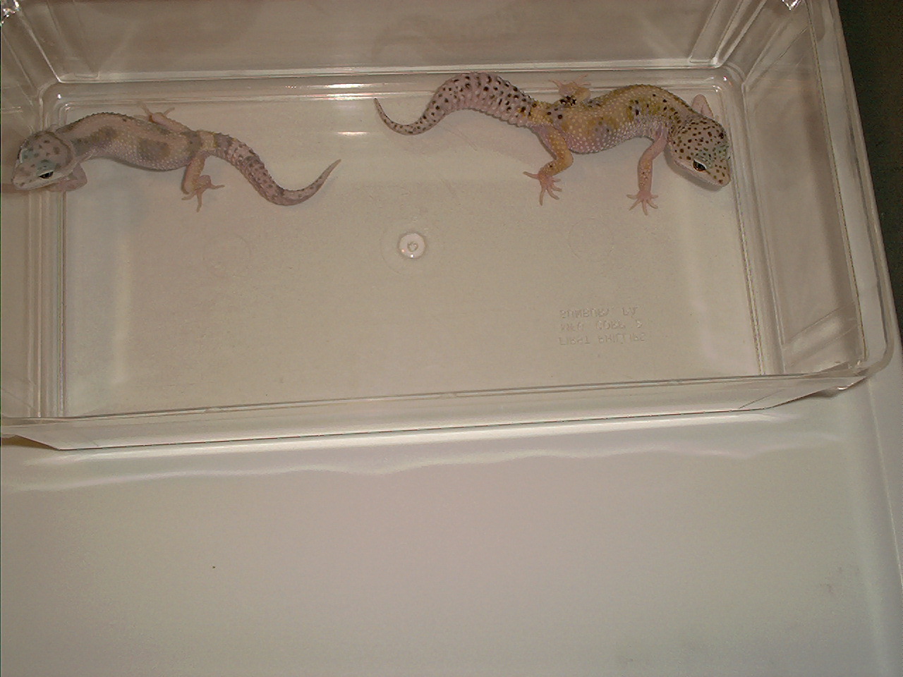 what are they?