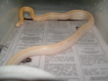 butter stripe