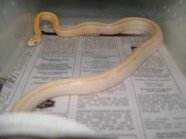 butter stripe