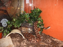 3.3.1 Gloydius blomhoffi siniticus