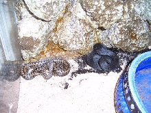 1.1 Vipera berus
