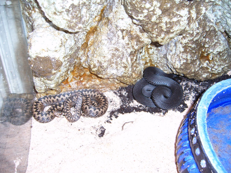 1.1 Vipera berus