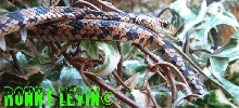 Philothamnus macrops