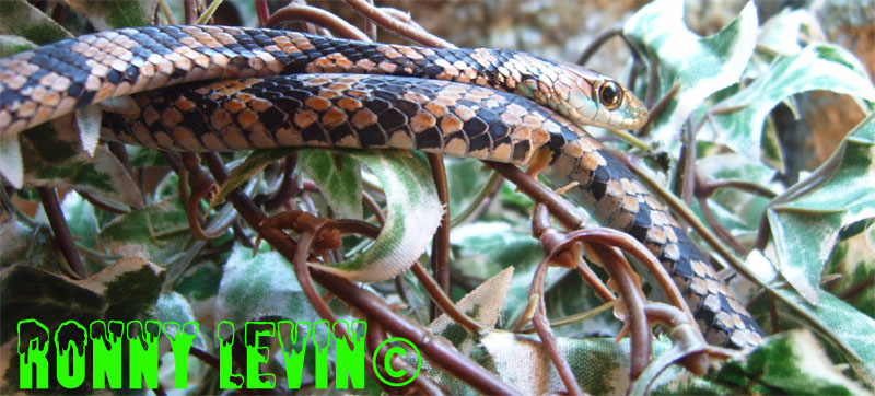 Philothamnus macrops