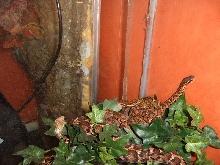 Gloydius blomhoffi siniticus