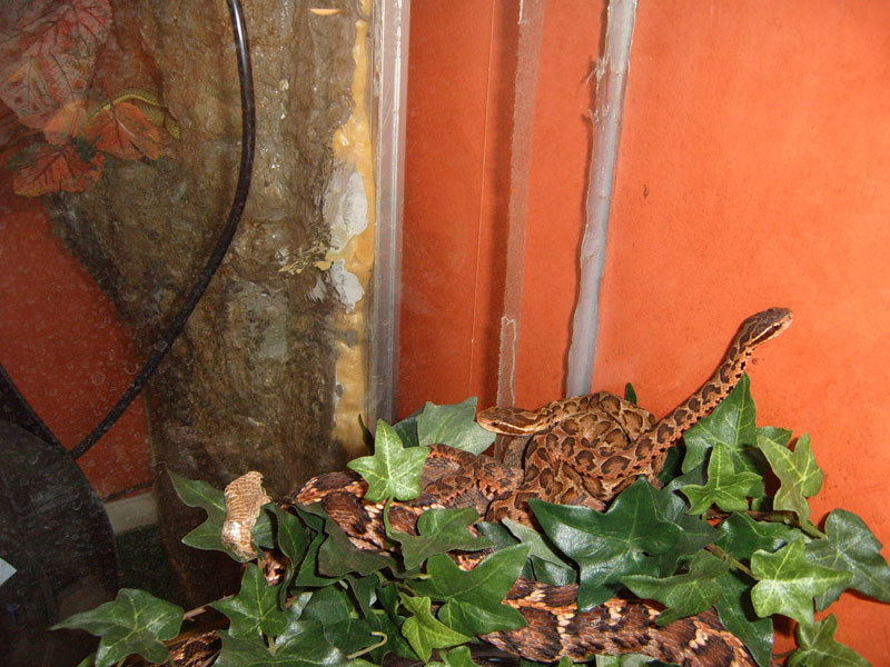 Gloydius blomhoffi siniticus