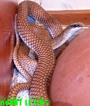 Rhamphiophis oxyrhynchus rostratus