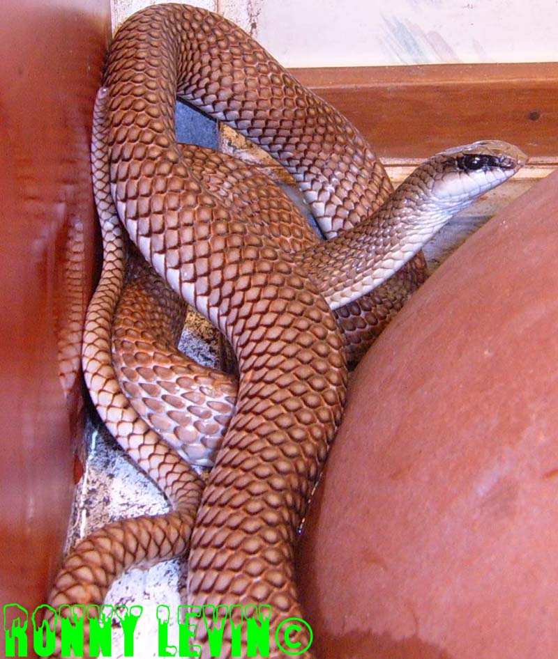 Rhamphiophis oxyrhynchus rostratus