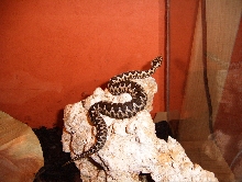 1.0 ammodytes