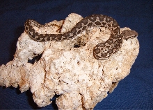 Macrovipera mauritanica