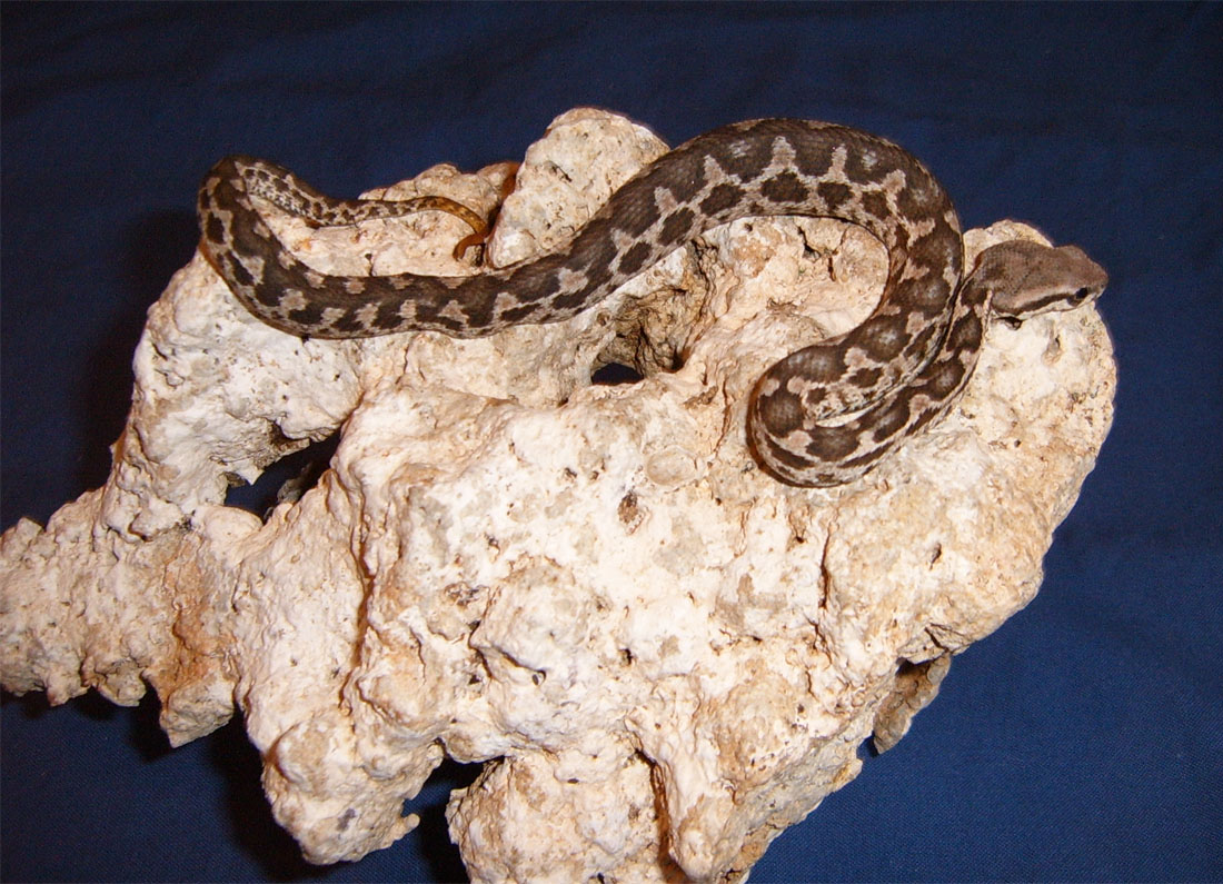 Macrovipera mauritanica