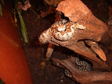 0.1 ammodytes