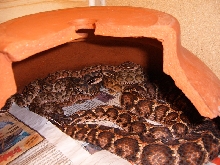 3.3.1 Gloydius b siniticus