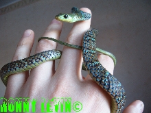 Philothamnus macrops
