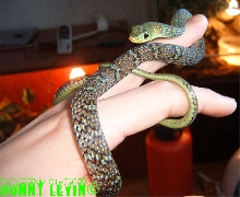 Philothamnus macrops