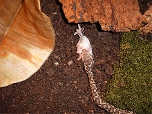 Macrovipera mauritanica
