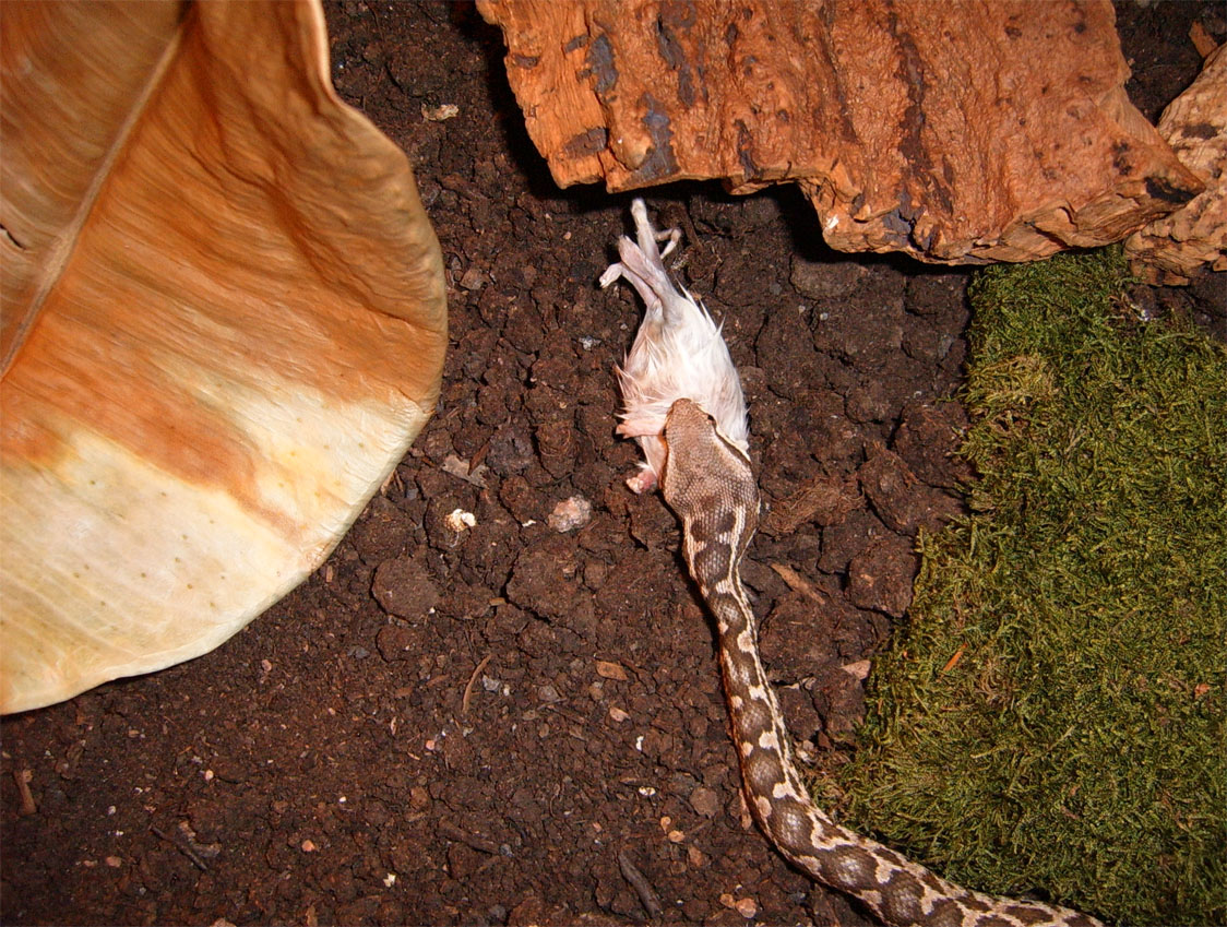 Macrovipera mauritanica