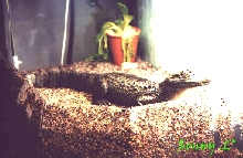 Caiman crocodilus crocodilus