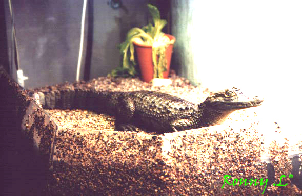 Caiman crocodilus crocodilus