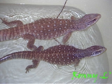 Varanus exanthematicus