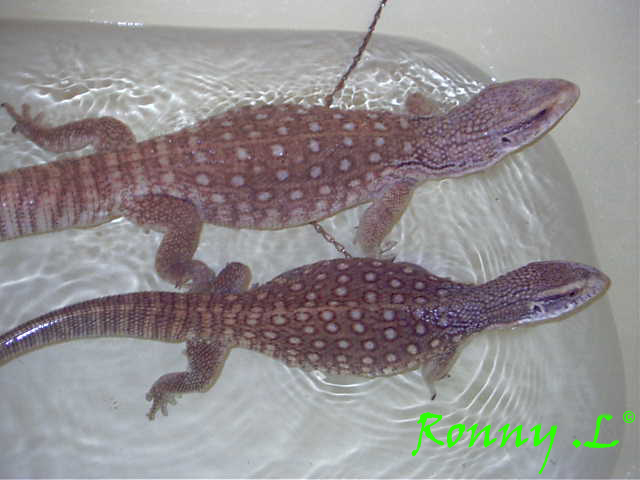 Varanus exanthematicus