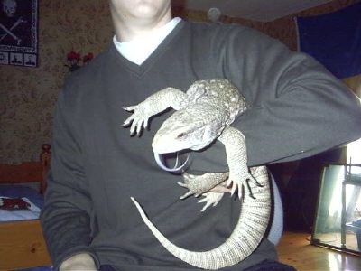 Varanus exanthematicus