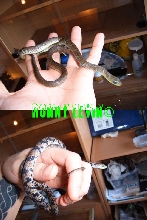Philothamnus macrops