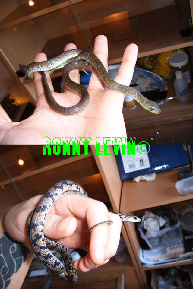 Philothamnus macrops