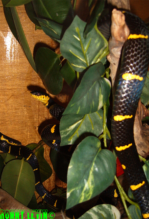 Boiga dendrophila melanolta