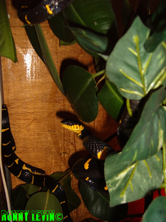 Boiga dendrophila melanolta