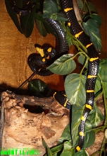 Boiga dendrophila melanolta