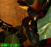 Boiga dendrophila melanolta