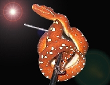 Morelia viridis "biak"