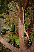 Ahaetulla prasina