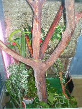 Ahaetulla prasina